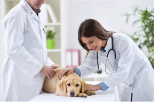 veterinária: salário